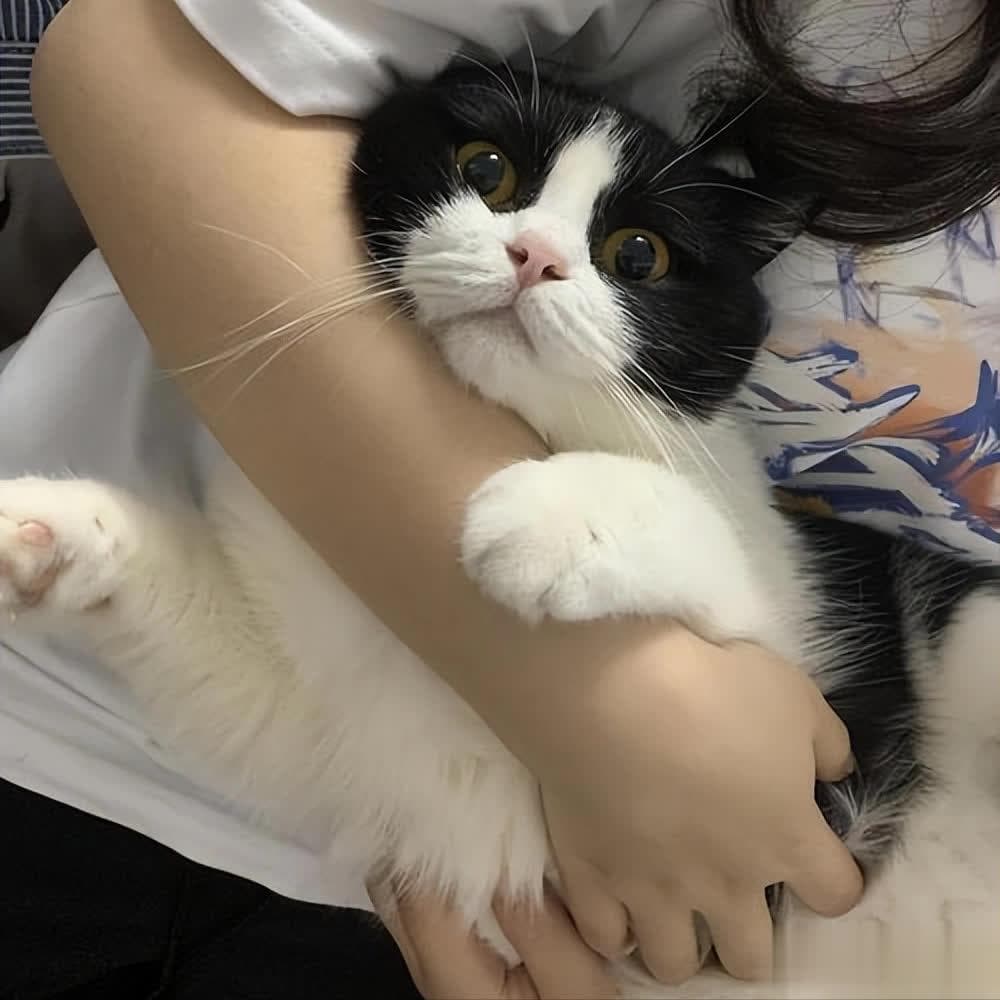 揭秘奶牛猫寿命：你的毛孩子能陪伴你多久？