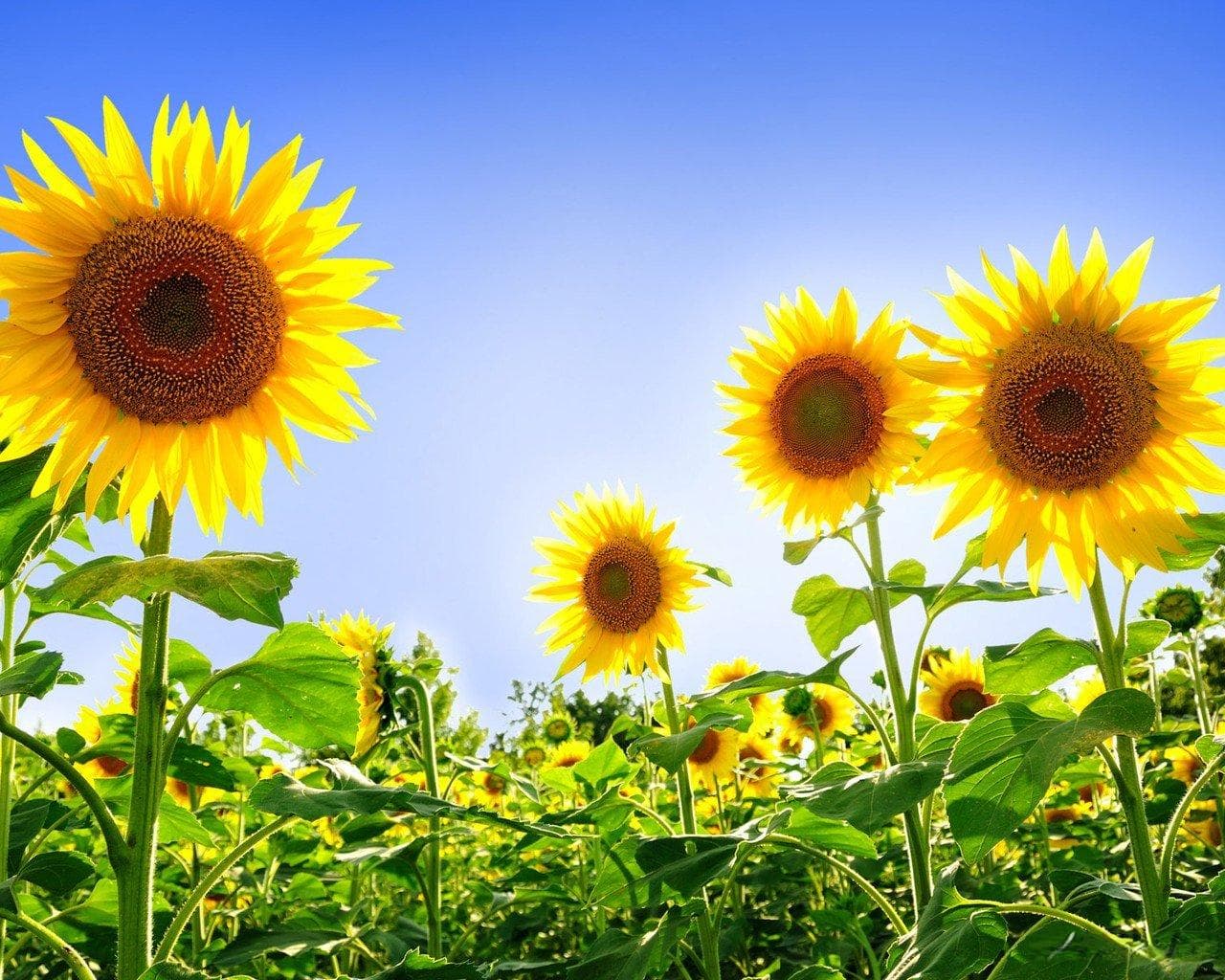 向日葵的花语：信念、光辉与忠诚