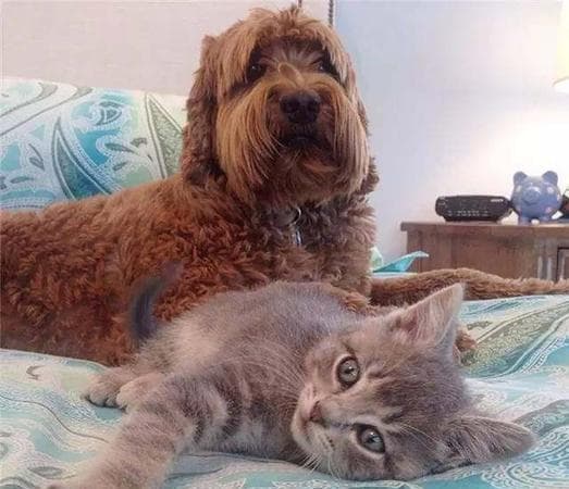 梦见狗跟猫