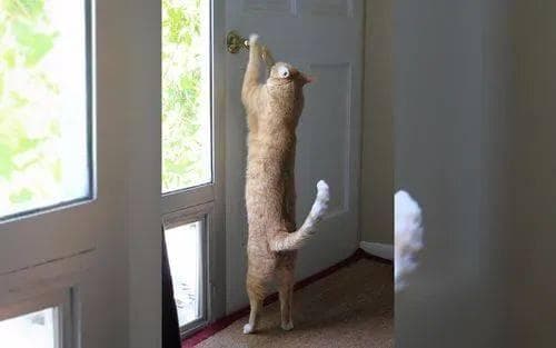猫咪会模仿人类行为