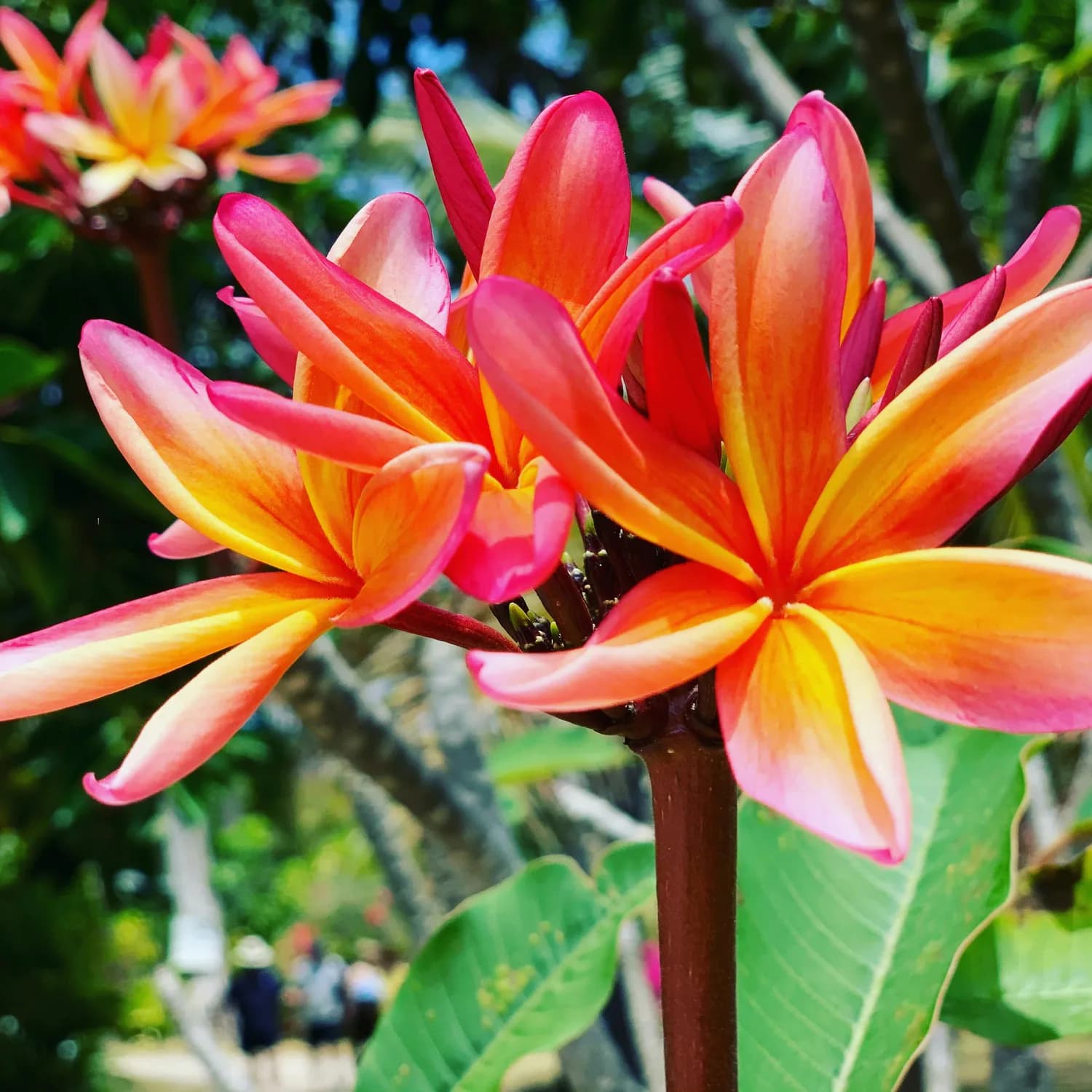冬天来了，用鸡蛋花养生正当时！