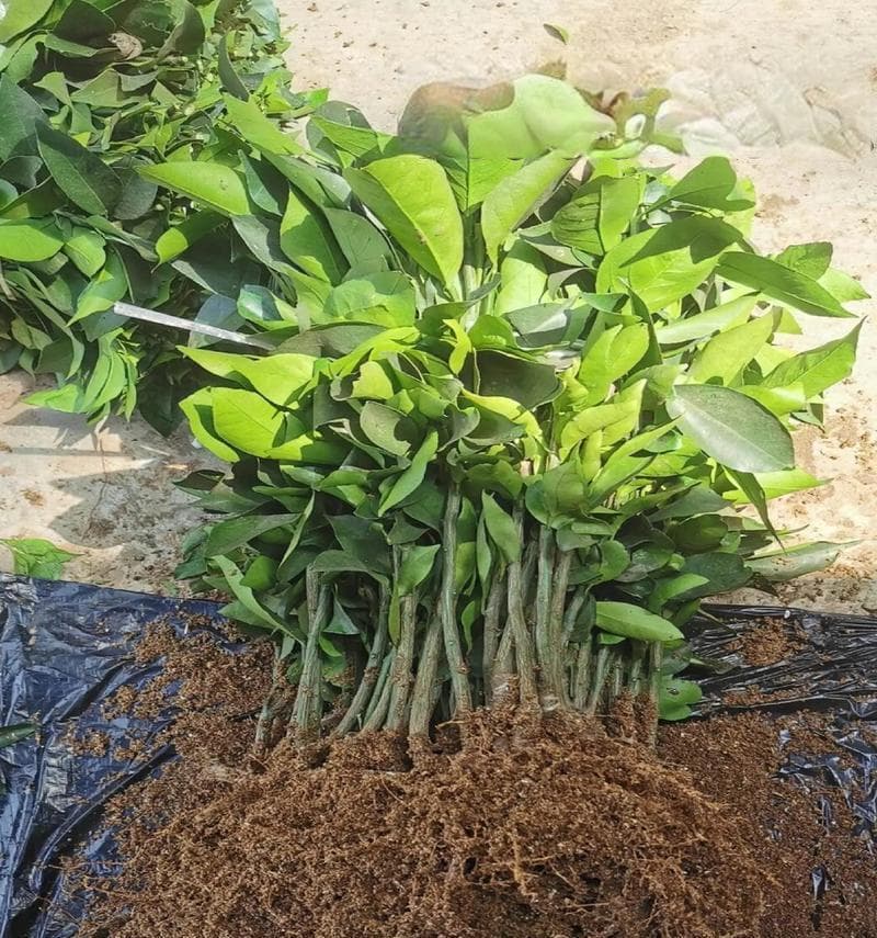 盆栽风景种植适合哪些树苗？如何选择合适的树苗？