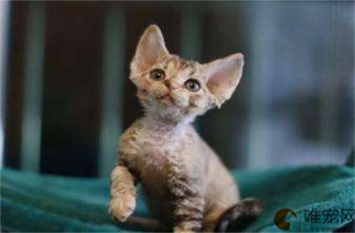 德文卷毛猫是人工培育的吗？与斯芬克斯猫的区别