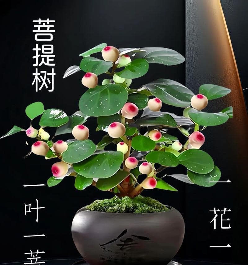 菩提树的生长环境条件及特点（探寻菩提树的生长奥秘，揭秘它成为佛教圣树的秘密）