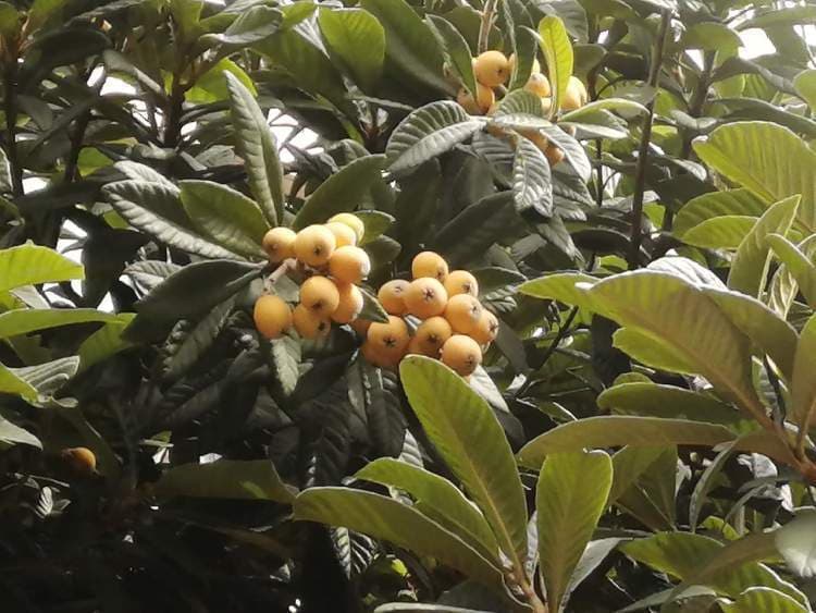 小区内枇杷已到成熟期