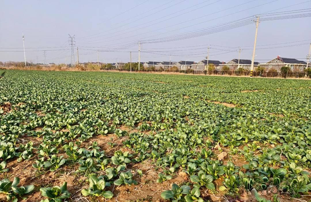 蔬菜进城，强村富民，村企共建，“蔬”写乡村振兴答卷