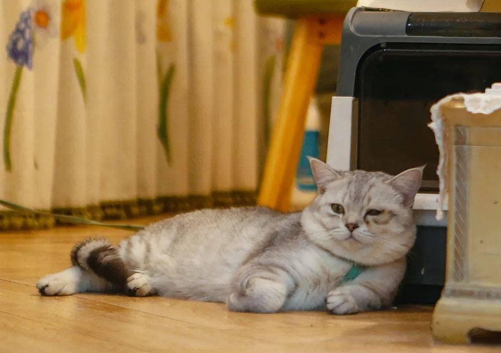 家有萌宠 | 小猫咪突然盯着空气看，到底在看啥？