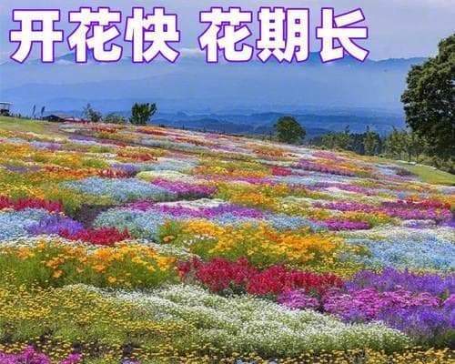 让花开满园，从种子开始——花卉种子的种植方法