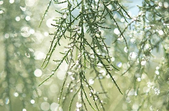 植物为什么能防风固沙 我国遏制荒漠化的技术