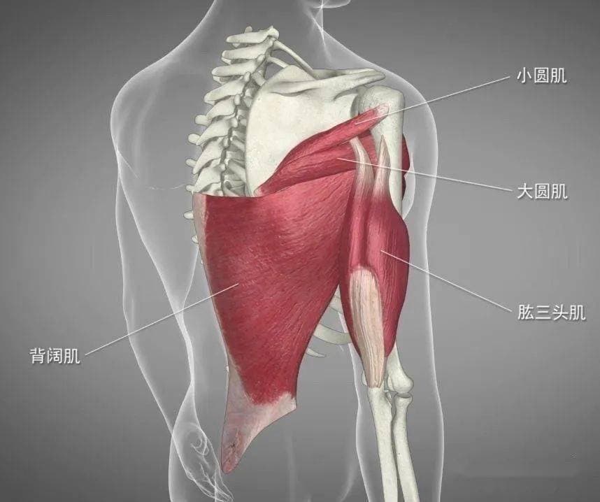 “背阔肌”之「解剖与功能」