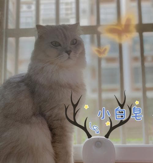 宠物护理指南（小猫误食肥皂的预防与应急处理）