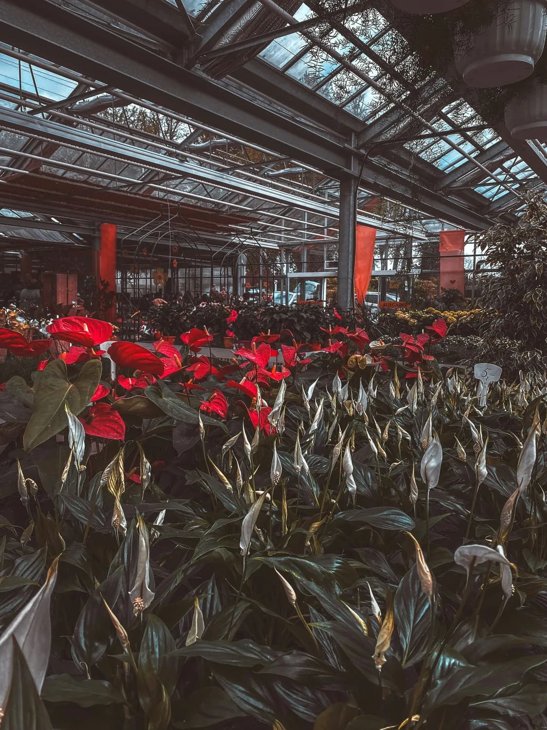 科技赋能，菏泽催花牡丹香飘全国
