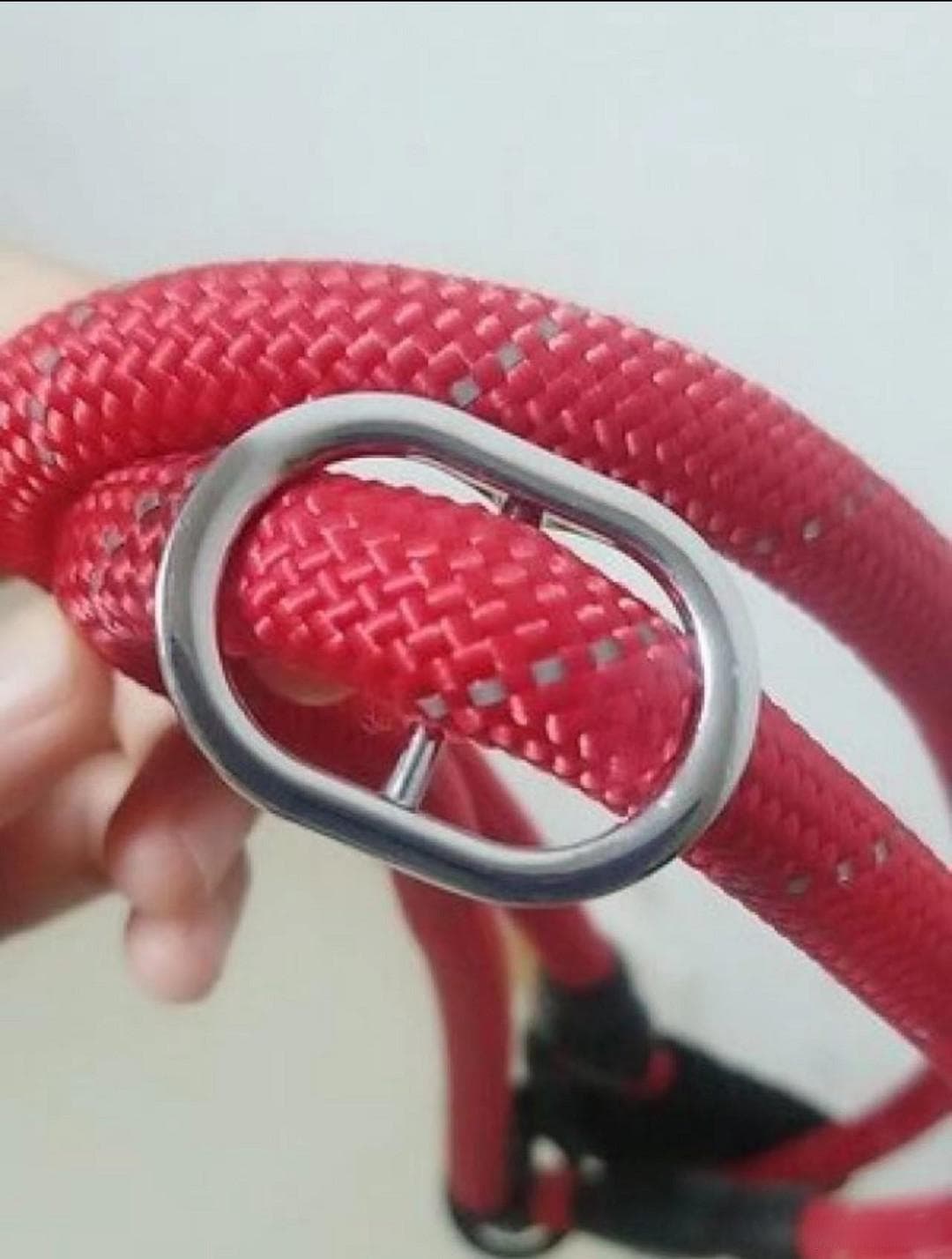 夏季狗狗需要一个凉爽狗绳的重要性