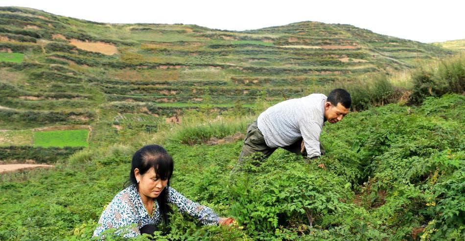 当归的种植条件和气候适宜地区（探究当归的生长环境和地理分布）