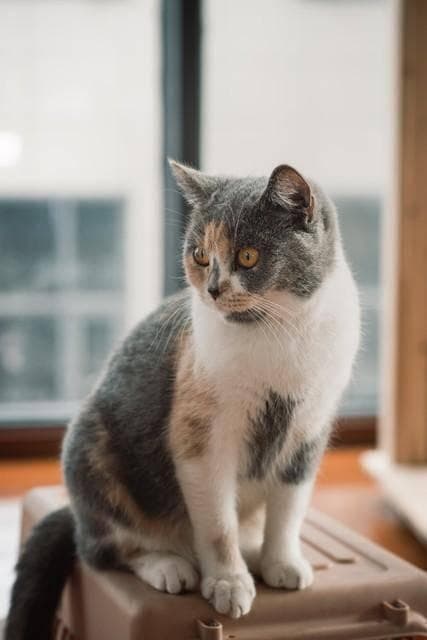为什么猫咪会对人类有依赖、我们会对猫咪产生依赖吗？