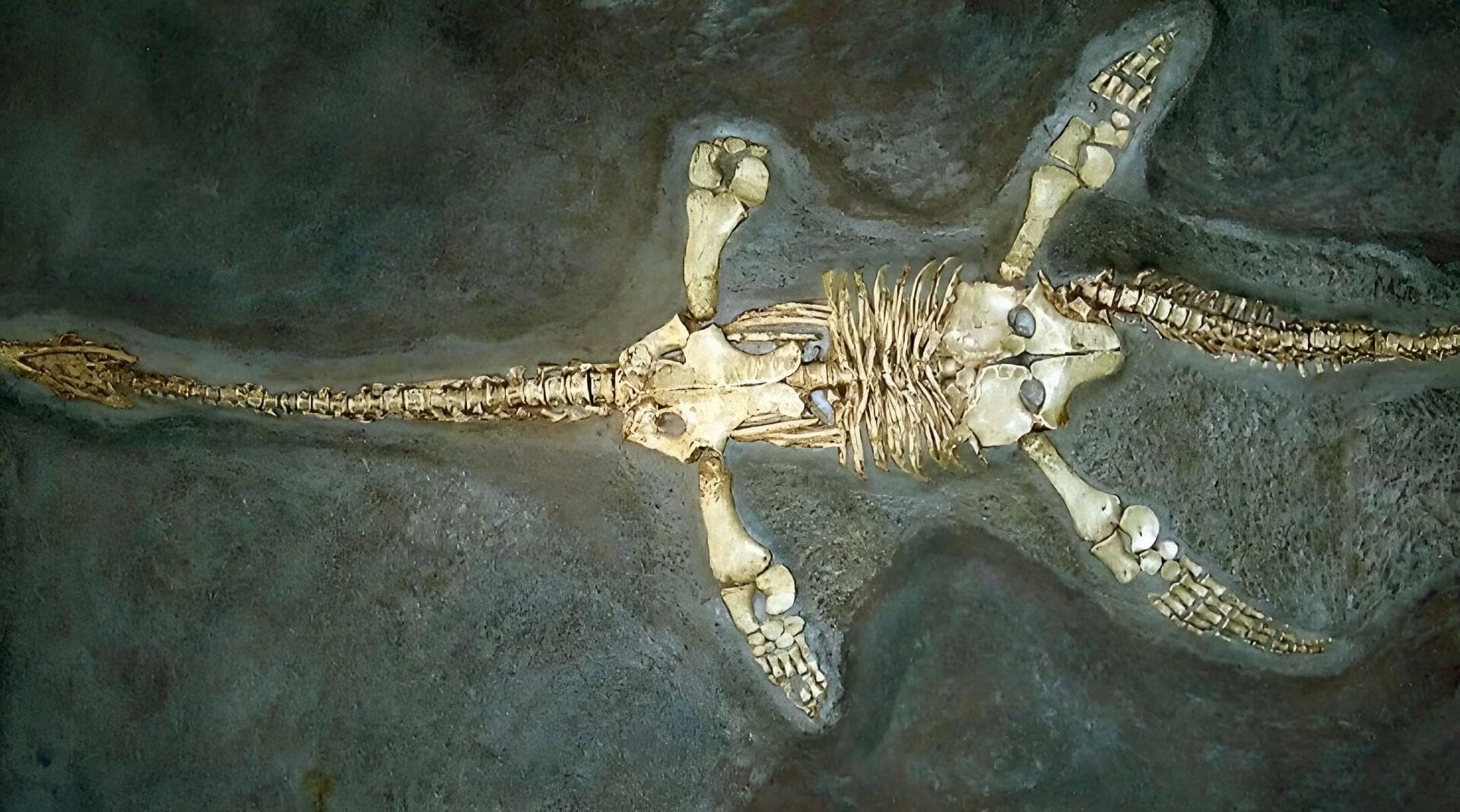 人类深海探索时误将未知生物看成电缆，根据描述疑似“蛇颈龙”