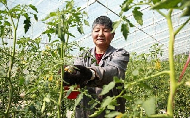 小番茄戴上“健康手环”：科技大棚里的乡村振兴密码