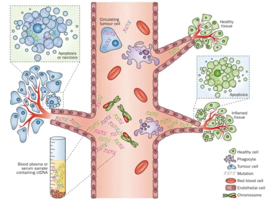 循环肿瘤DNA（ctDNA）科普来了
