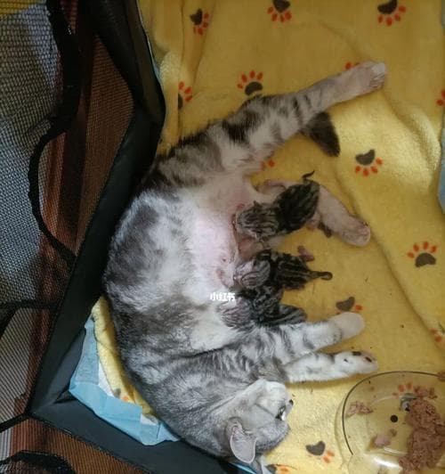 猫咪怀孕多少天生？（了解猫咪的生育周期，照顾健康的宝宝。）