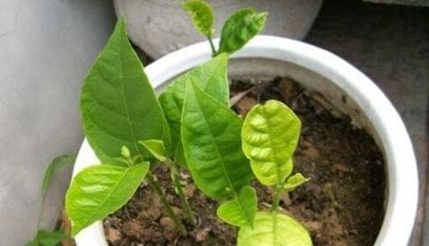 菠萝蜜种子发芽全攻略：时间、条件与实用价值
