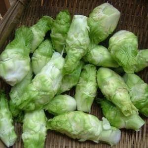 儿菜的功效与作用