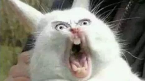 走失的猫只有2%概率能自己回家？这些方法帮你科学找回爱宠