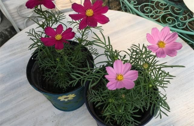 新手适合养的10种花，从小白入门的严选品种，好看又好养啊