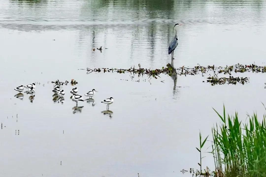浙江公布第一批湿地生态修复优秀案例