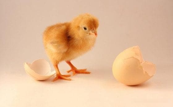 先有鸡还是先有蛋？10亿年前单细胞生物揭示进化奥秘