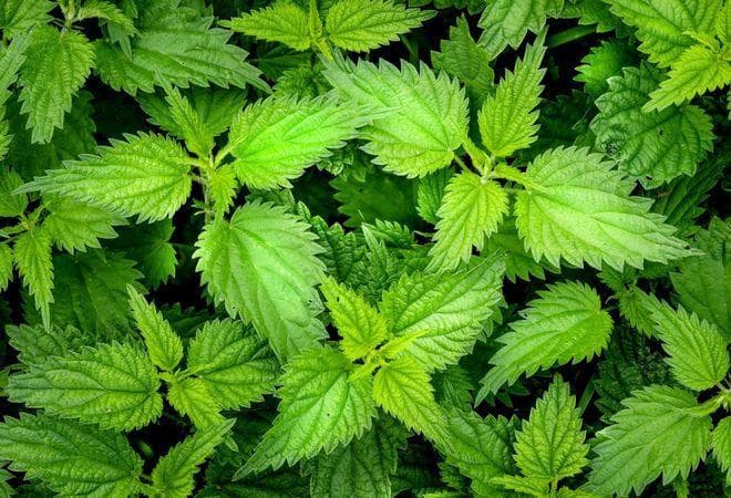 荨麻怎么食用最好？这些做法知道吗？