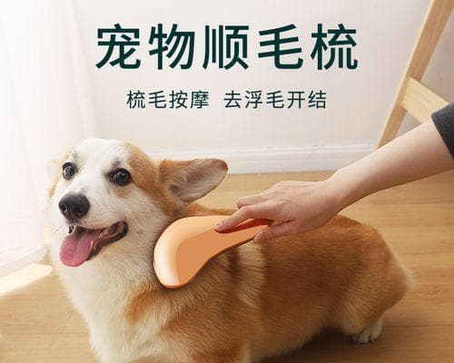 为什么狗毛的颜色会变化？全面解析影响因素与应对方法