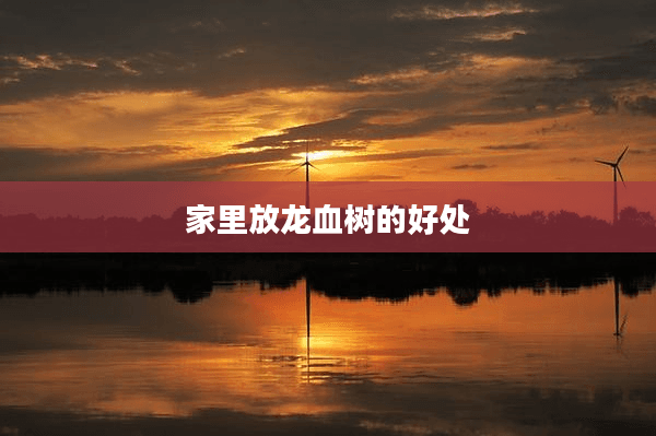 家里放龙血树的好处