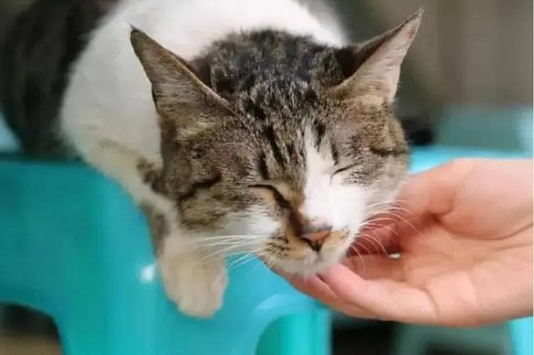 猫咪做完绝育手术后，到底会不会恨主人呢？答案竟让人意想不到！