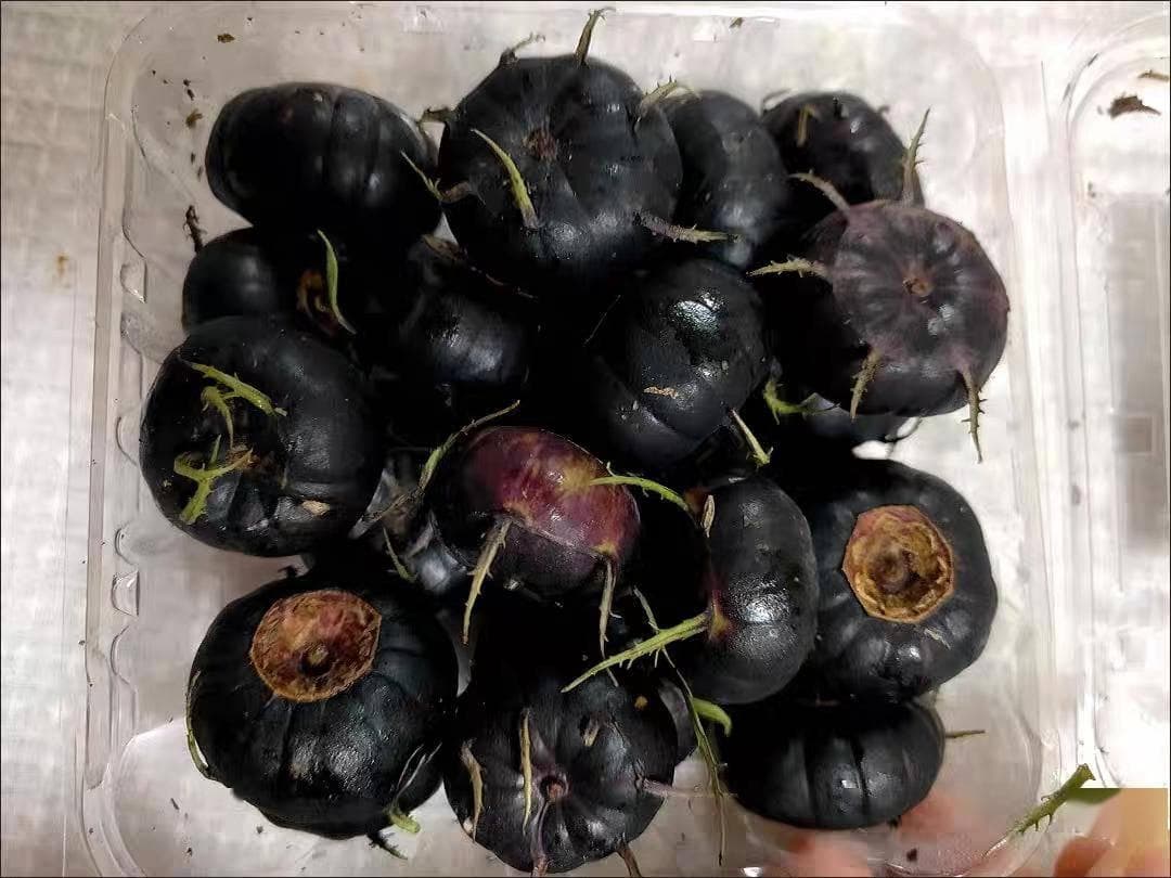 形似蓝莓又像南瓜，这种“蜘蛛果”全身可食用