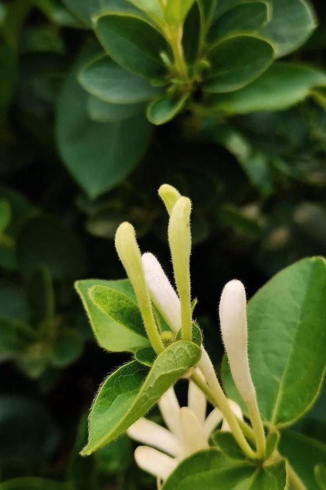 淡雅清馥金银花，外用内服妙用多