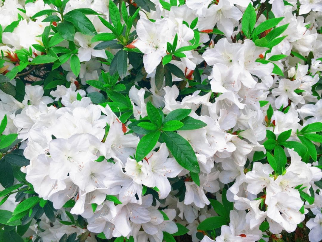 杜鹃花开美如画