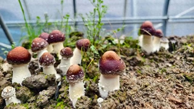 亩产值15万！一颗小小的“赤松茸”，获长三角市场青睐