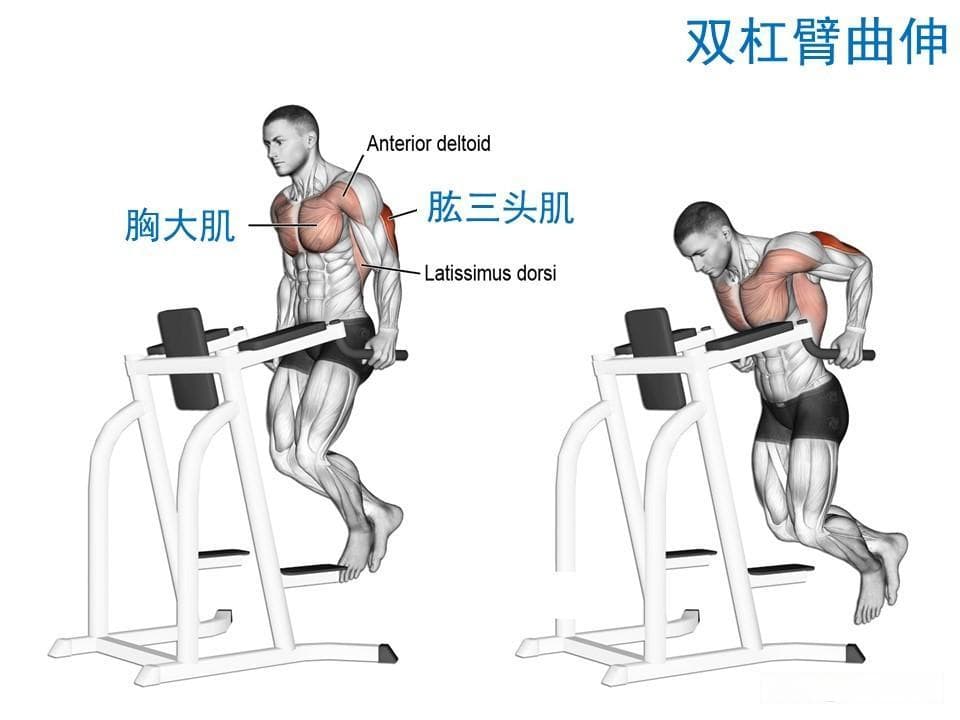 双杠臂屈伸的锻炼方法与注意事项