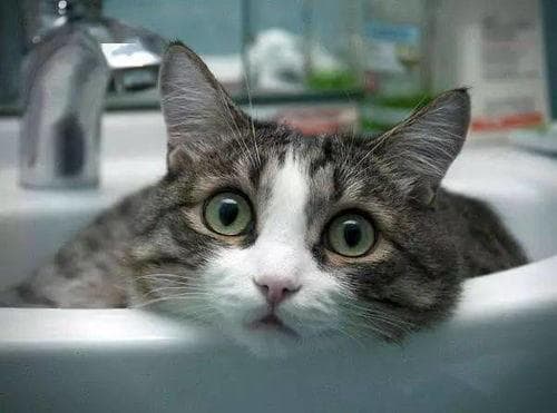 猫咪心理疾病：焦虑、抑郁、恐惧。保持环境稳定，多互动。