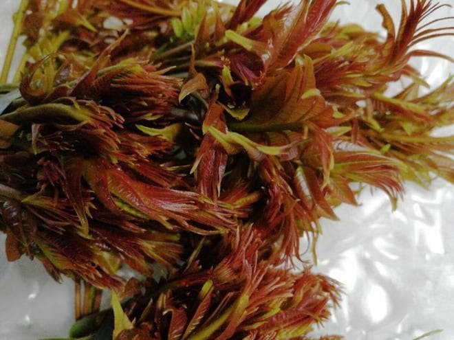 春天香椿别乱买！记住5个挑选细节，鲜嫩不涩口，老板直呼是行家
