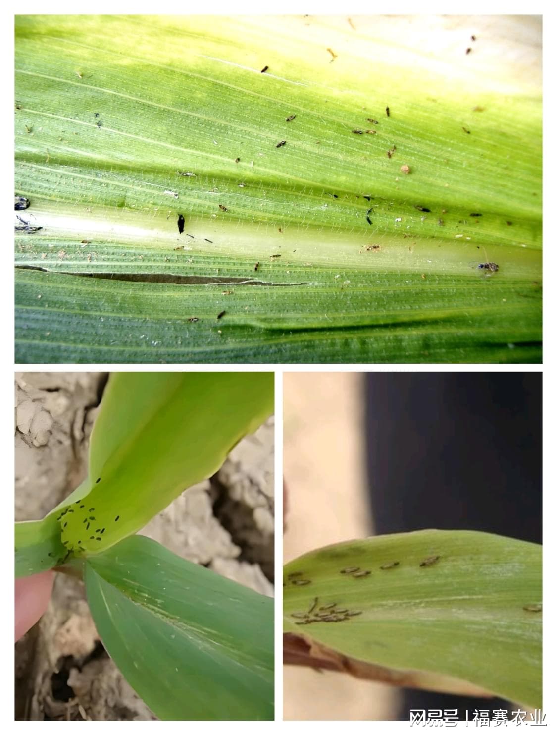 玉米常见虫害及防治方法