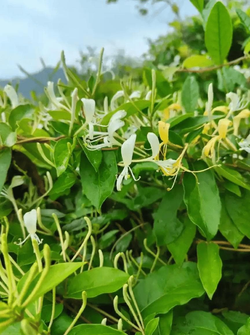 专业指南：金银花泡酒的正确方法与注意事项