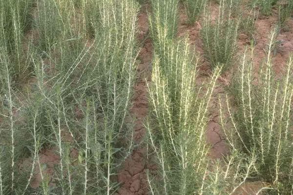黑枸杞种植指南：环境、繁殖与管理关键技术