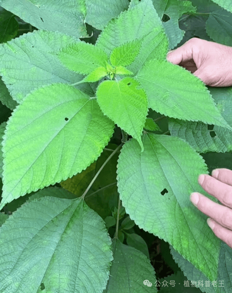 除了艾草，鼠曲草以外，这些常见植物也能做青团，第3种最好吃！