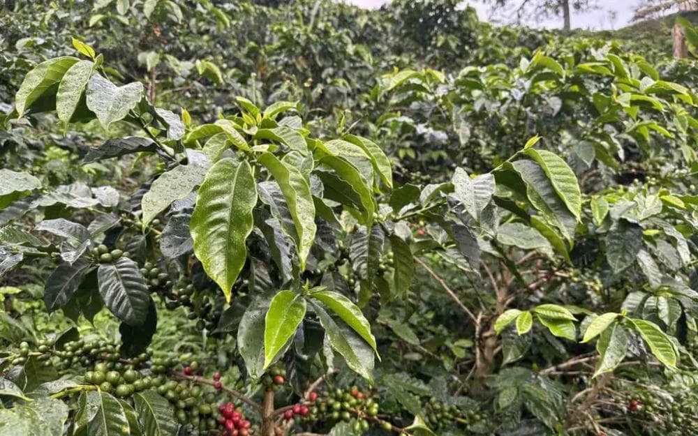 大肚脐咖啡：哥伦比亚特有品种Ombligon的前世今生