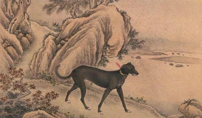 中国原生犬：从宫廷到民间的千年传承
