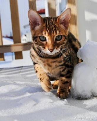 怎么可以让猫不尿在一个地方？解决猫咪乱尿难题