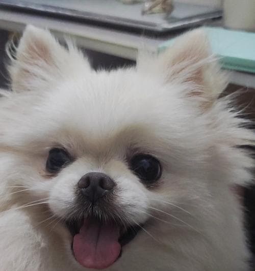 狗狗神经炎的治疗与护理指南