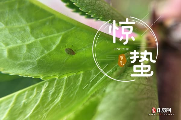 惊蛰三候：桃花始华、黄鹂鸣叫、鹰化为鸠