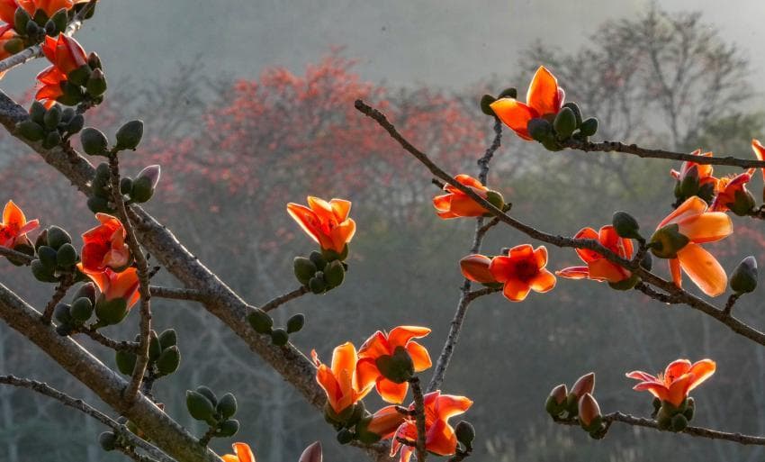 昌江木棉花迎盛放期，漫山“红霞”引客来